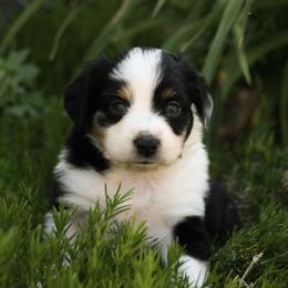 Luna - Blue merle female Miniature Australian Shepherd puppy in Fairview, South Dakota from Dakota Toy Aussies