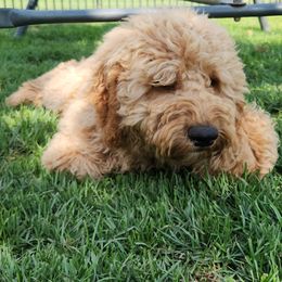 Stark - Apricot Labradoodle puppy in Fostoria, Michigan from North Country Kennel Club