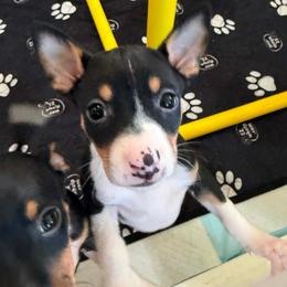 Vega - Black white and tan female Rat Terrier puppy in Molalla, Oregon from The Puppy Patch Rat Terriers