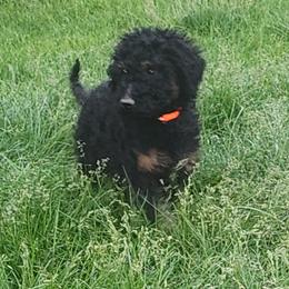 Boy 6 - male Goldendoodle puppy in Harrisburg, Nebraska from Wildcat Hills Doodles