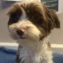 Bolden - White male Morkie puppy in Florence, Kentucky from 4paws4ever by Design