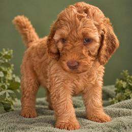 Hunny - Apricot female Goldendoodle puppy in Lancaster, California from Kid's Best Doodle