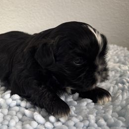 Senka -shadow - Black and white female Shih Tzu puppy in Riverside, California from ShihTzuki Pups