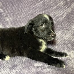 Cosmo - Black male Miniature Australian Shepherd puppy in Alabama from SBA Aussies