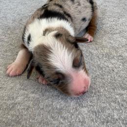 Earp - Blue merle male Miniature Australian Shepherd puppy in Friend, Nebraska from Mid-Plains Mini Aussies