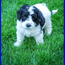 Sushi - Black male Australian Labradoodle puppy in Ferndale, Washington from Whispering Winds Australian Labradoodles