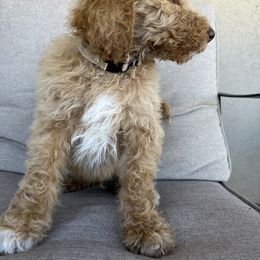 Goldendoodle and Poodle Puppies from Desert Doodles