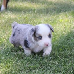 Miniature Australian Shepherd and Toy Australian Shepherd Puppies from Sapphire Stables