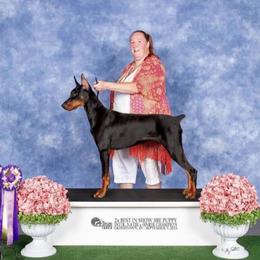 Rain - Doberman Pinscher