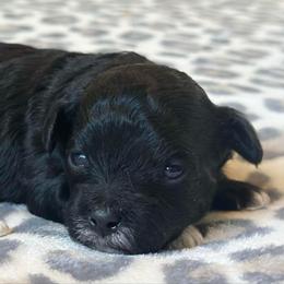 Male 1 - Black and white male Shichon puppy in Grand Rapids, Michigan from Great Lakes Teddy Bear Dogs