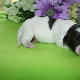 Australian Labradoodle Puppies from Windsor Creek Labradoodles