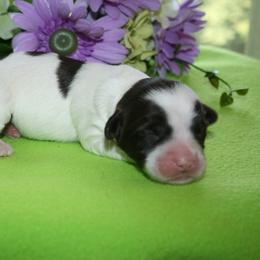 Australian Labradoodle Puppies from Windsor Creek Labradoodles