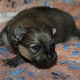 Sable Merle Boy - Orange sable male Pomeranian puppy in Danielsville, Georgia from PassionatePomPoms