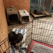 Bouvier des Flandres Puppies from Always Bouviers