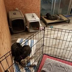 Bouvier des Flandres Puppies from Always Bouviers