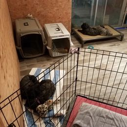 Bouvier des Flandres Puppies from Always Bouviers