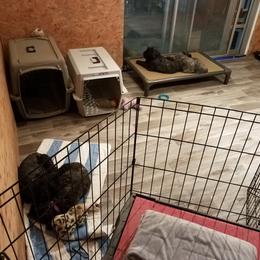 Bouvier des Flandres Puppies from Always Bouviers