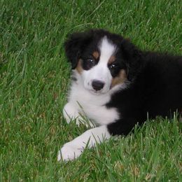 Australian Shepherds from Armata Farm's Australian Shepherds