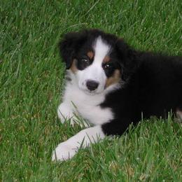 Australian Shepherds from Armata Farm's Australian Shepherds