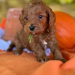 Green - Red  male Goldendoodle puppy in Hesperia, Michigan from Red Acres Poodles & Doodles