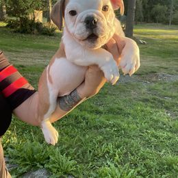 Boy3 - White male Bulldog puppy in Marysville, Washington from English Bulldogs WA