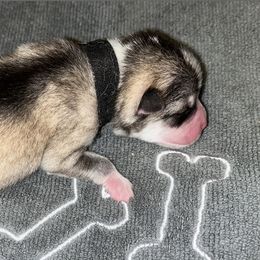 Pomsky Puppies from A1 Pomskies