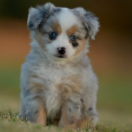Madge - Blue merle female Toy Australian Shepherd puppy in Hartman, Arkansas from Southern Edition Aussies