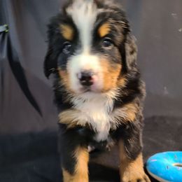 Blue - Tri-color male Bernese Mountain Dog puppy in Francisco, Indiana from Kate's Country Canines