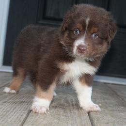 MadHatter - Red tri-color male Australian Shepherd puppy in Star City, Arkansas from Blush & Lace Aussie Co.