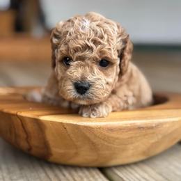 Otto - Red and white male Cockapoo puppy in Ellaville, Georgia from Lakeside Cockapoos