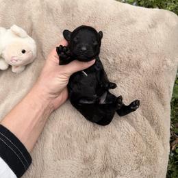 Velvet - Black male Cavapoo puppy in Midland, North Carolina from Rocky River Cavapoos
