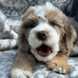 Jacob - Chocolate merle male Bernedoodle puppy in Oologah, Oklahoma from Timber Hills Poodles and Doodles