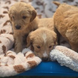 French Bulldog, Goldendoodle, and Mal-Shi Puppies from Courtney Nicole's Goldendoodles