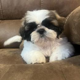 AKC Legend - Brindle and white male Shih Tzu puppy in Greenville, South Carolina from Babyface Shih Tzu