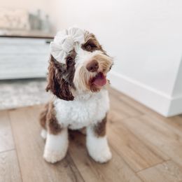 Zoe - Bernedoodle