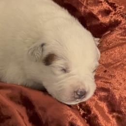 Chunky adorable girl - Red speckled female Australian Cattle Dog puppy in Scurry, Texas from RedHorizon AKC Australian Cattle Dogs (Heelers)