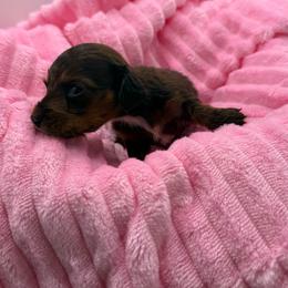 Pea (brown collar) - Cream female Dachshund puppy in Mountain Home, Arkansas from Furry Friends Kennel