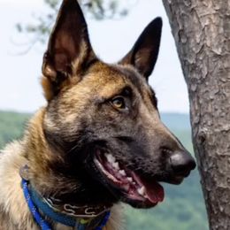 Belgian Malinois, Dutch Shepherds, and German Shepherds from Stay Wild K9