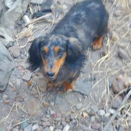 Dachshund Puppies from Chelisa's Dachshunds
