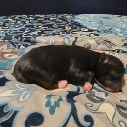 Beauty - Black female Pomeranian puppy in Albany, New York from K&A Little Wonder's