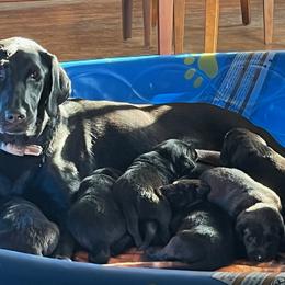 Labrador Retrievers from Angela Zeyfang