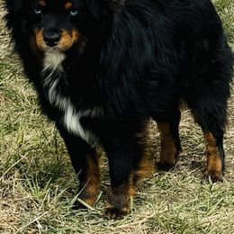 Griswold - Toy Australian Shepherd