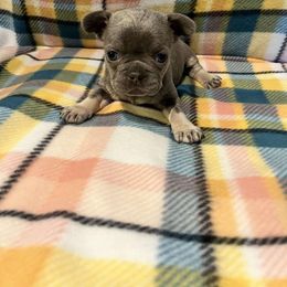 Washington - Blue French Bulldog puppy in Davenport, Iowa from QC Finest Frenchies & Brussels