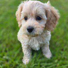 Wade - male Cavapoochon puppy in Bullard, Texas from Cavapoochon Central LLC