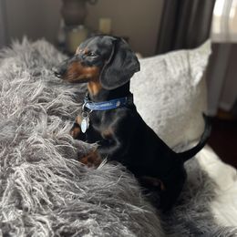 Oscar - Dachshund