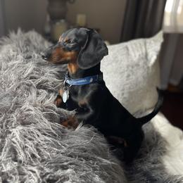 Oscar - Dachshund