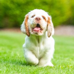 Clumber Spaniel Puppies from SunMagic Clumber Spaniels
