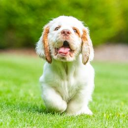 Clumber Spaniel Puppies from SunMagic Clumber Spaniels