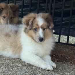 Sable Merle Boy 4 - Sable merle and white male Shetland Sheepdog puppy in Shirley, Arkansas from Lucky Pups