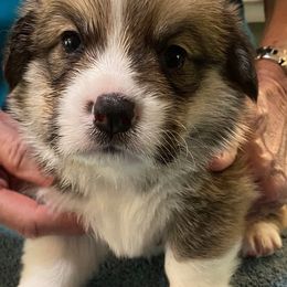 Pembroke Welsh Corgi Puppies from Silver Mae Kennel